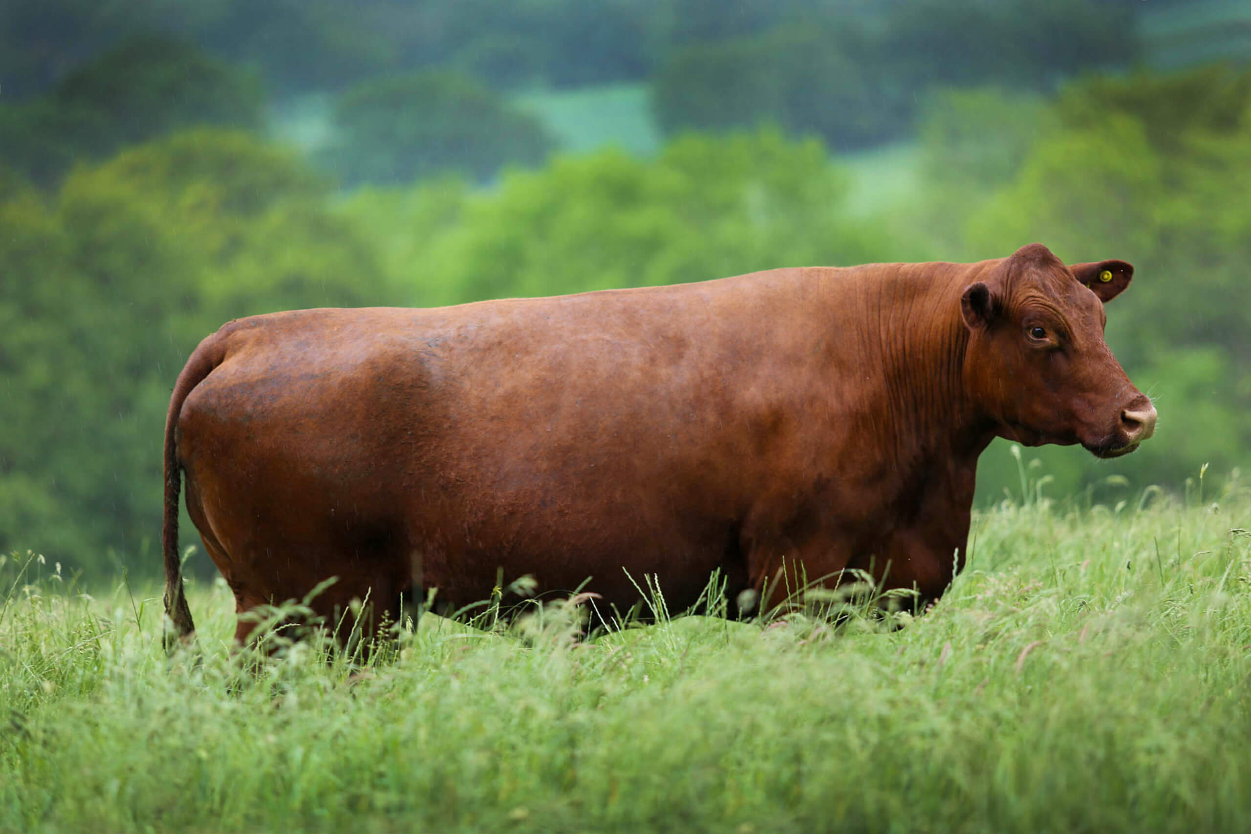 the-montreal-estate-livestock-beef