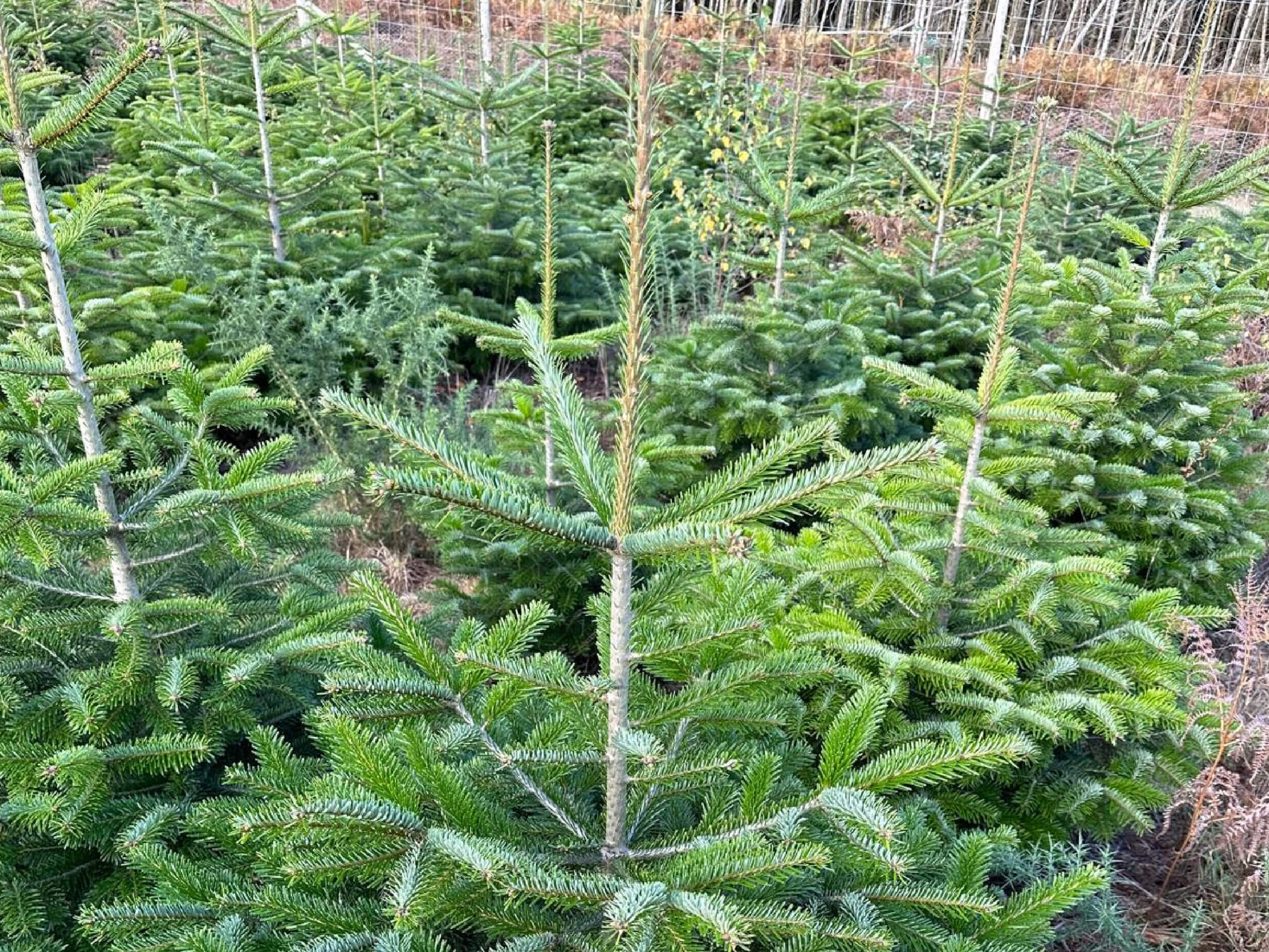 the-montreal-estate-christmas-trees-for-sale-2