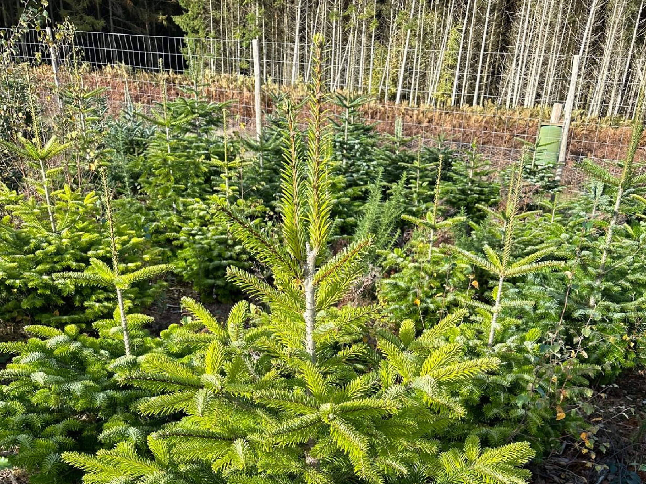 the-montreal-estate-christmas-trees-for-sale-3