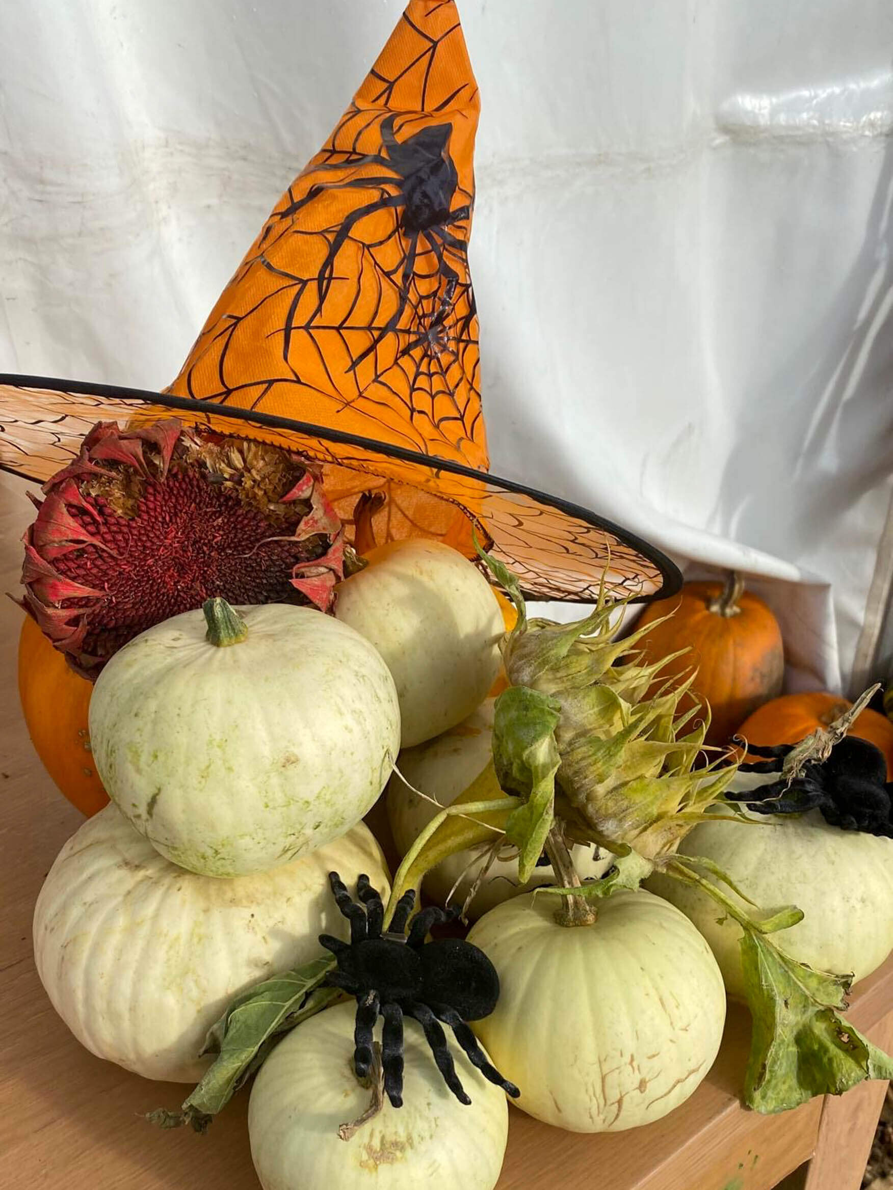 the-montreal-estate-pumpkin-pick-2025-1