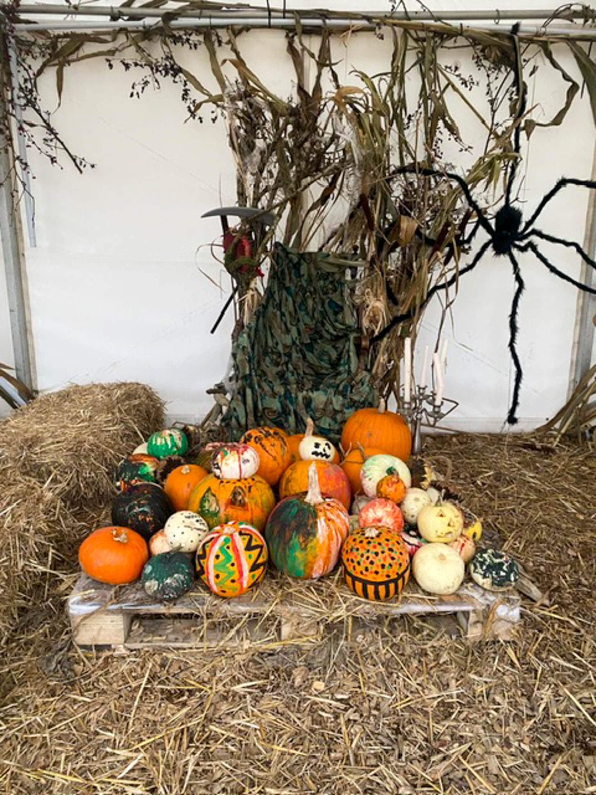 the-montreal-estate-pumpkin-pick-2025-3